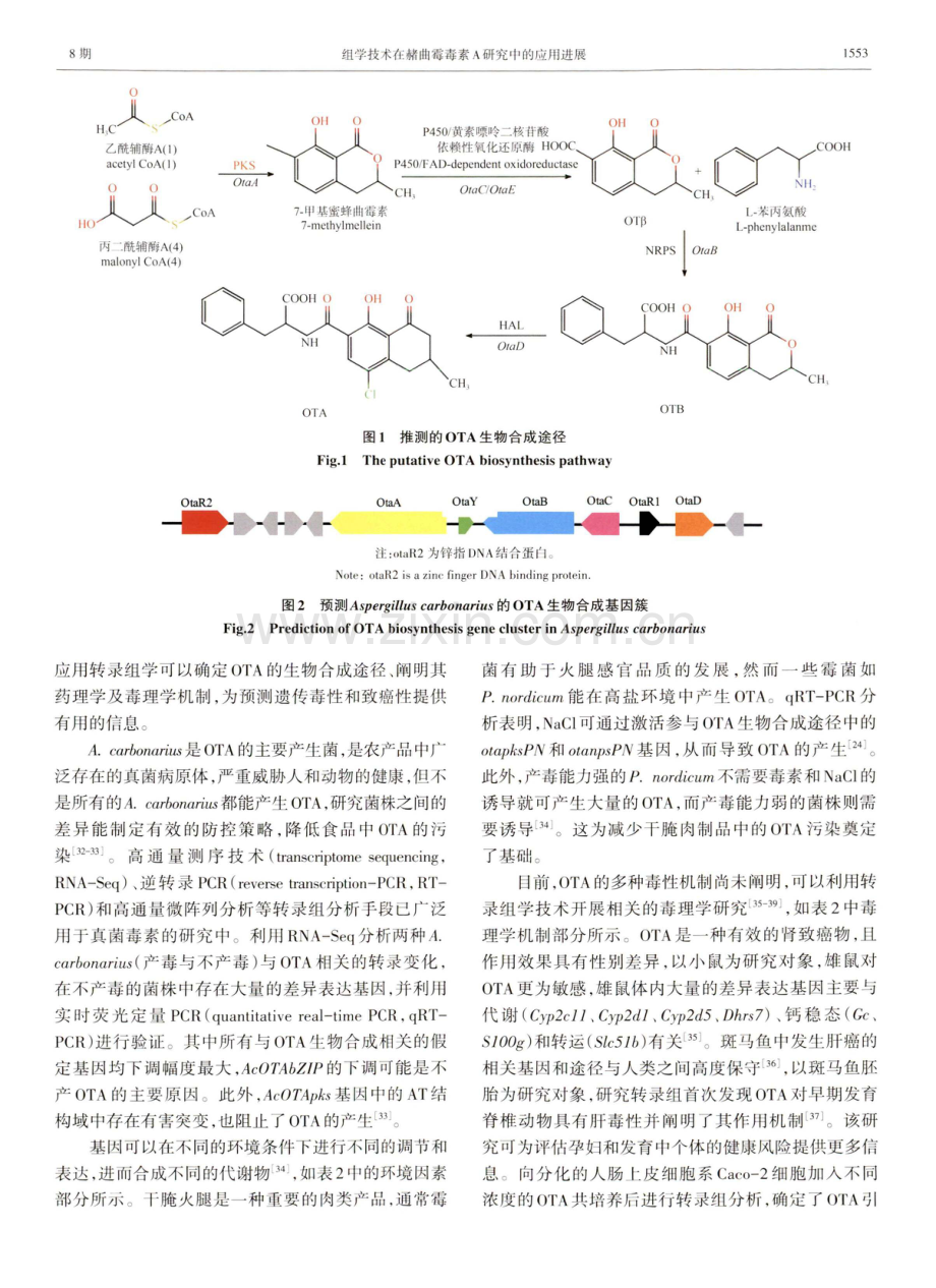 组学技术在赭曲霉毒素A研究中的应用进展.pdf_第3页