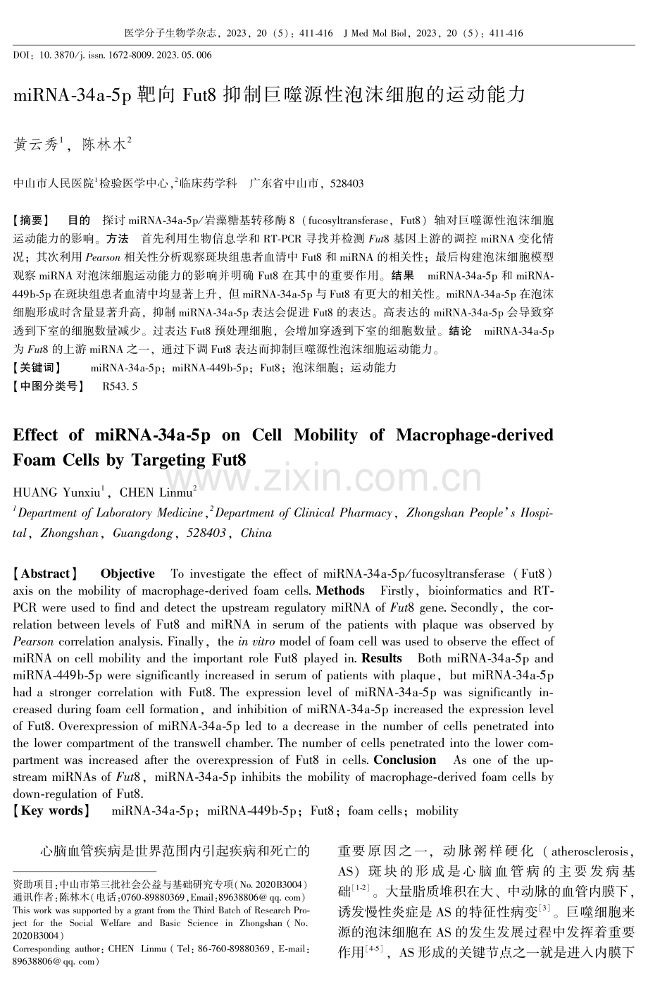 miRNA-34a-5p靶向Fut8抑制巨噬源性泡沫细胞的运动能力.pdf_第1页