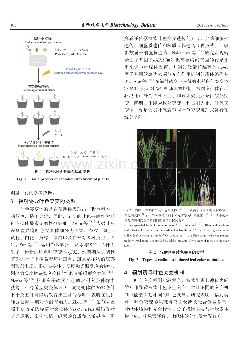 辐射诱导植物叶色突变的研究进展.pdf_第3页