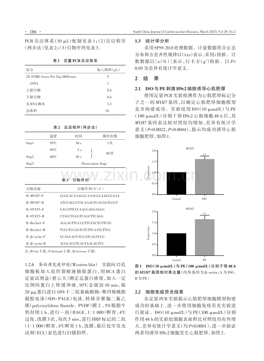 肥厚心肌细胞STAT-3与Beclin-1表达水平改变的研究.pdf_第3页