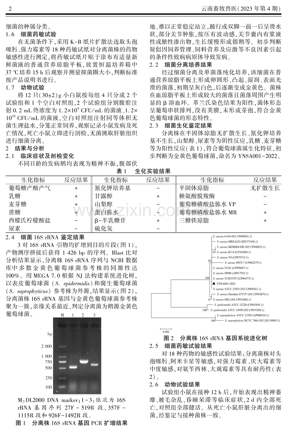 鹅源金黄色葡萄球菌分离鉴定及其诊治分析.pdf_第2页