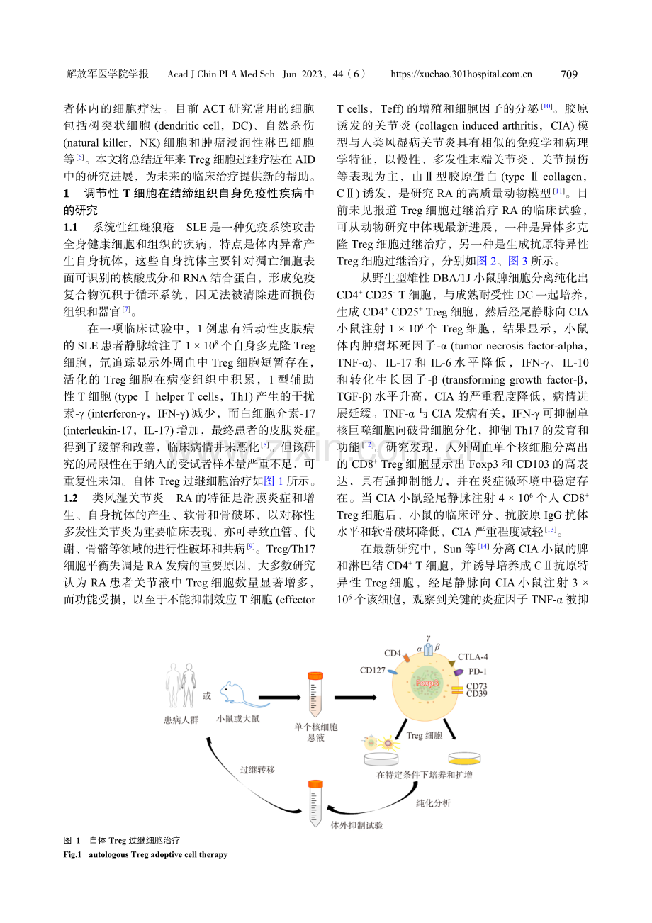 调节性T细胞过继治疗在自身免疫性疾病中的研究进展.pdf_第2页