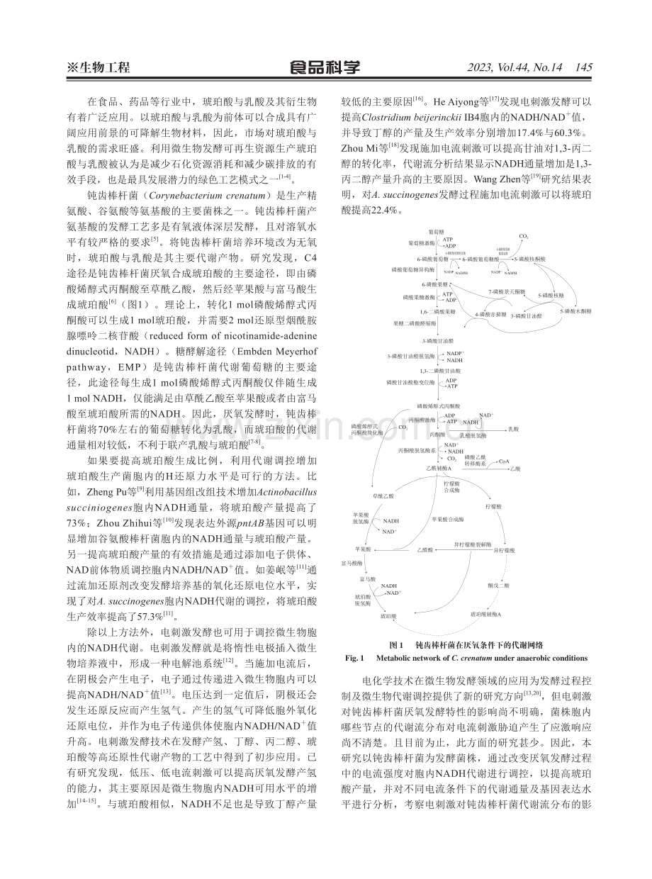 电流刺激对钝齿棒杆菌厌氧条件下代谢通量分布的影响.pdf_第2页