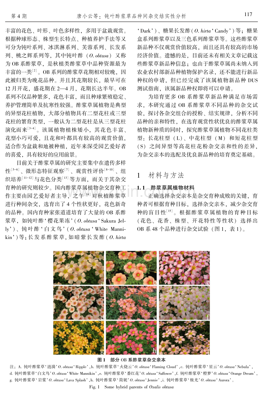 钝叶酢浆草品种间杂交结实性分析.pdf_第2页