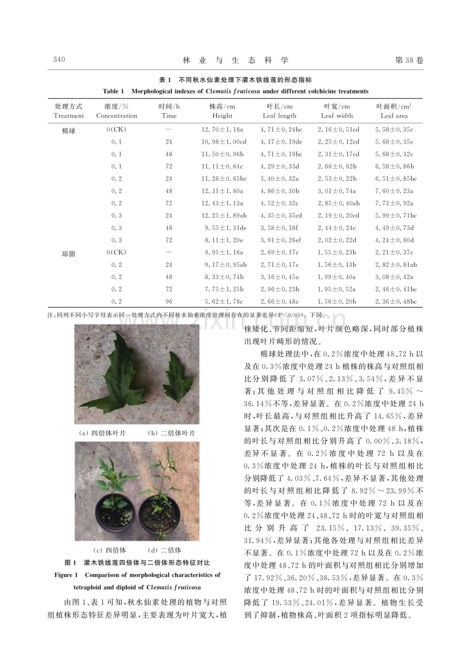 灌木铁线莲多倍体诱导与鉴定.pdf_第3页