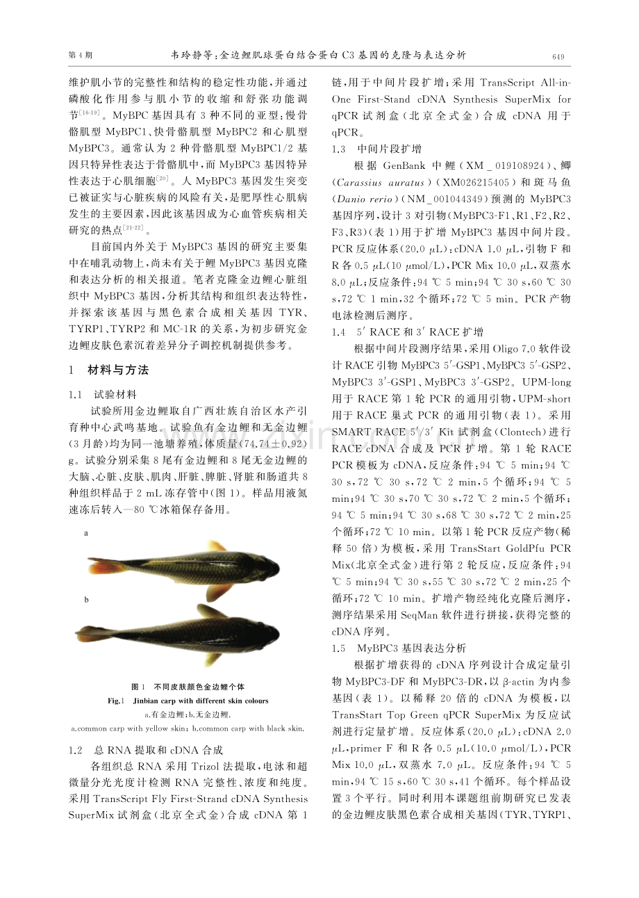 金边鲤肌球蛋白结合蛋白C3基因的克隆与表达分析.pdf_第2页