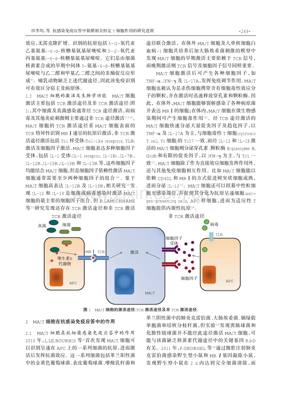 抗感染免疫应答中黏膜相关恒定T细胞作用的研究进展.pdf_第2页