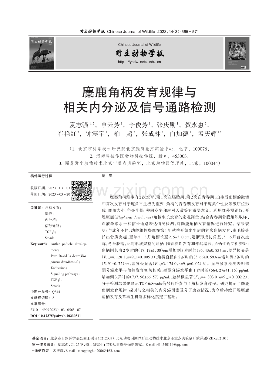 麋鹿角柄发育规律与相关内分泌及信号通路检测.pdf_第1页