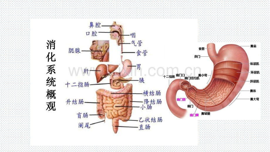 消化系统PPT课件.pptx_第2页