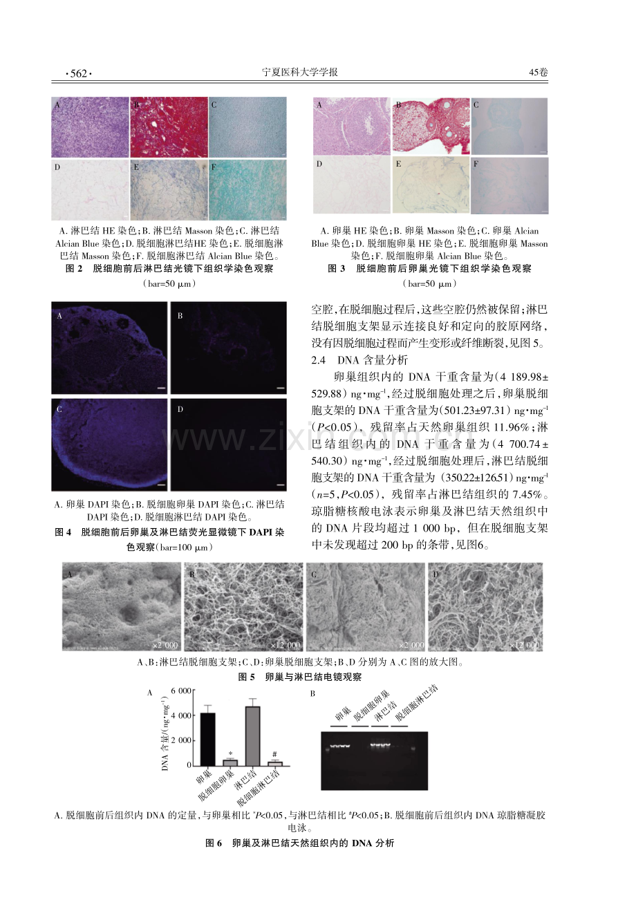 淋巴结脱细胞支架的构建及效果评价.pdf_第3页