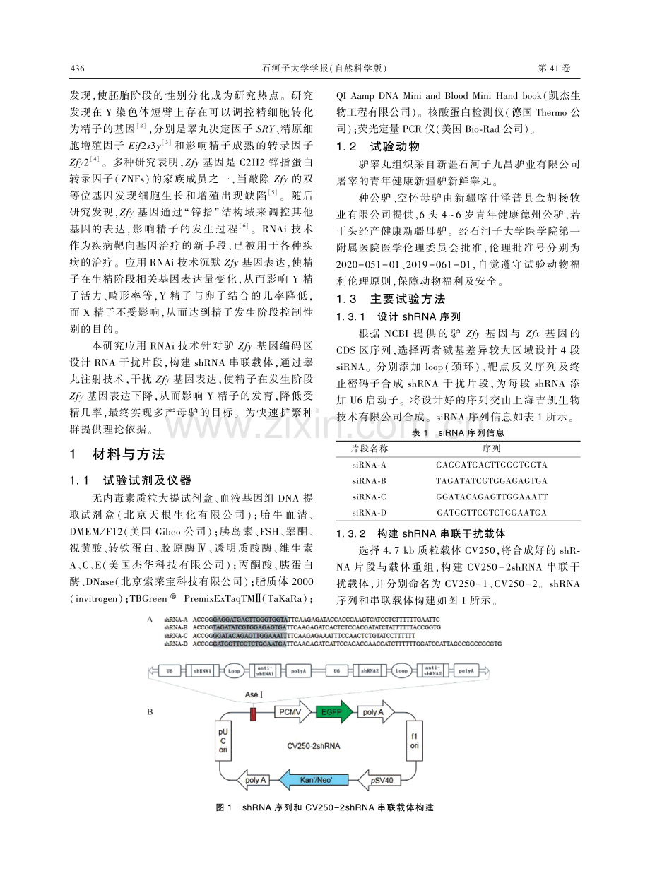 驴Zfy基因干扰载体的构建及验证.pdf_第2页
