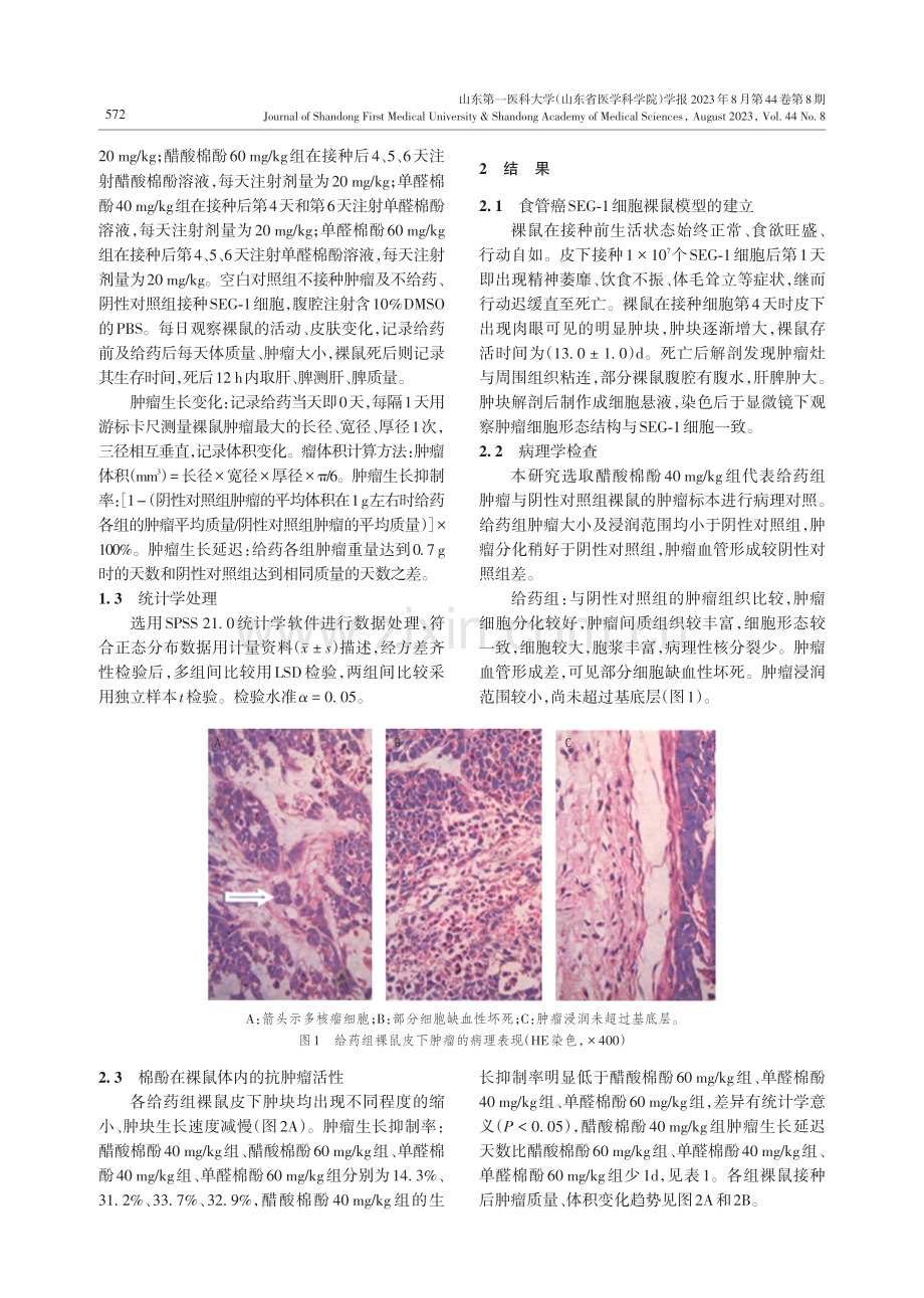 棉酚对食管癌细胞系SEG-1细胞裸鼠模型体内作用的研究.pdf_第3页