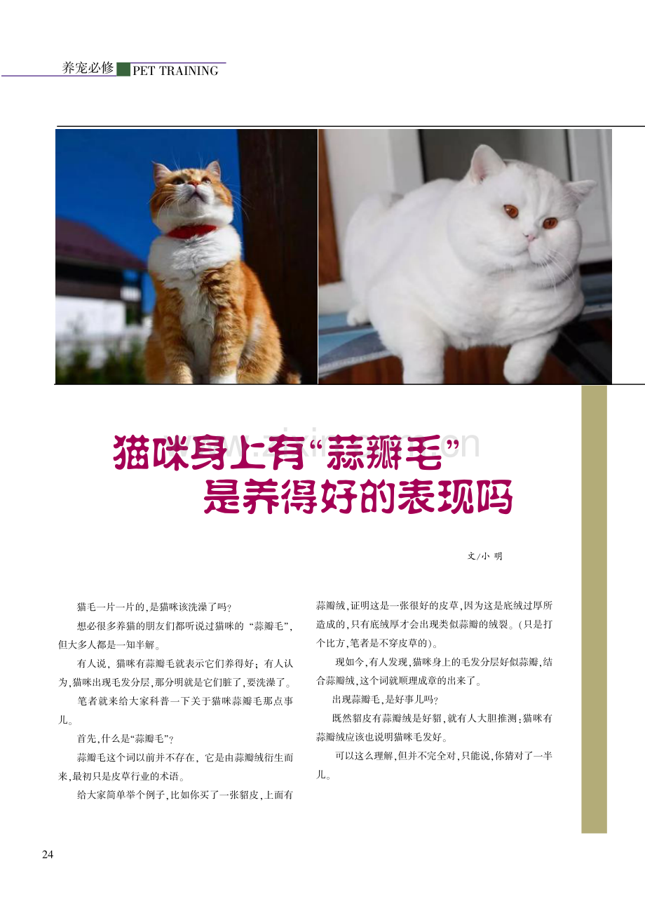 猫咪身上有“蒜瓣毛”是养得好的表现吗.pdf_第1页