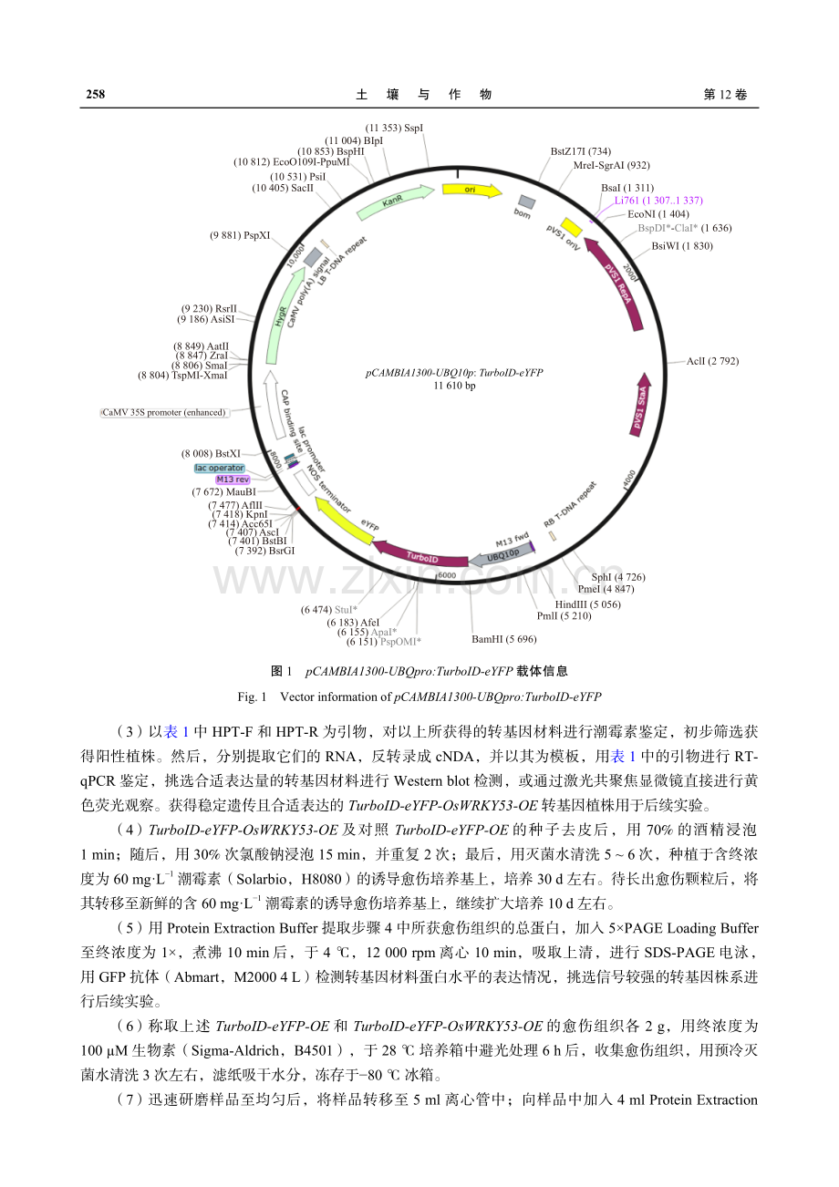 利用TurboID邻近蛋白标记技术获得水稻互作蛋白组的实验方法.pdf_第3页