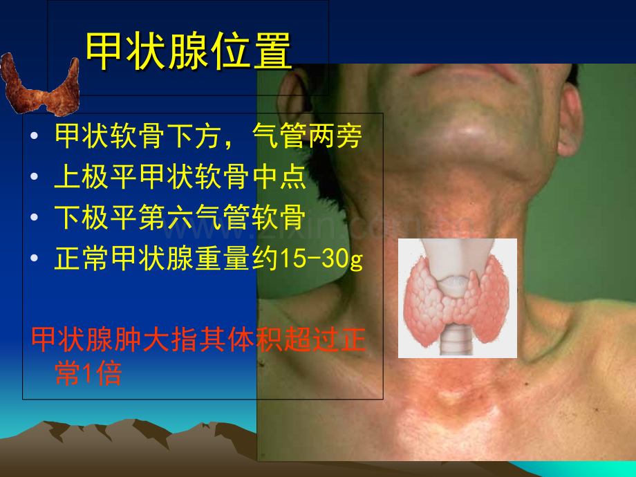 医学甲状腺基本解剖.ppt_第2页