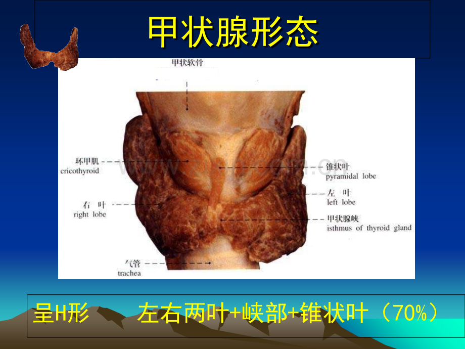 医学甲状腺基本解剖.ppt_第3页