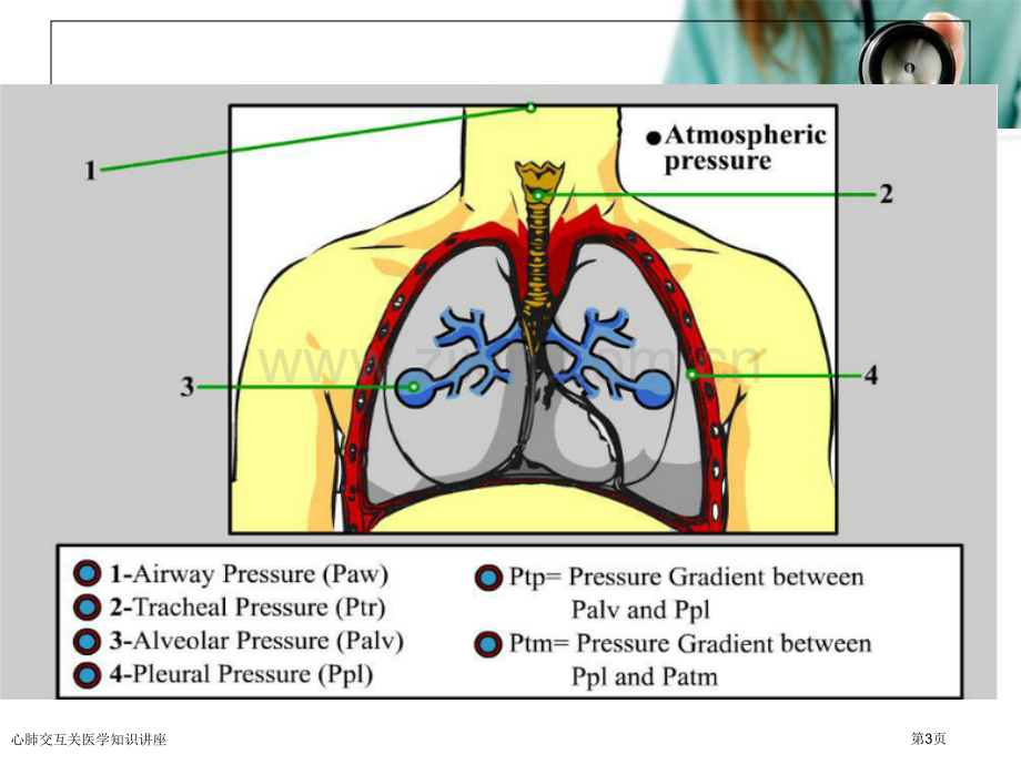 心肺交互关医学知识讲座专家讲座.pptx_第3页