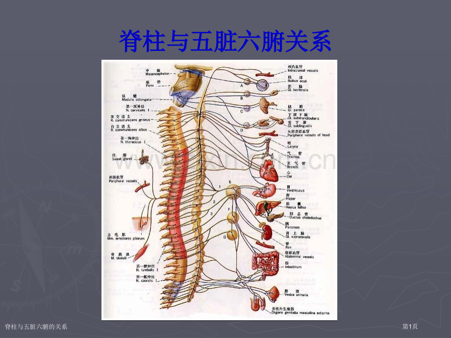 脊柱与五脏六腑的关系.pptx_第1页