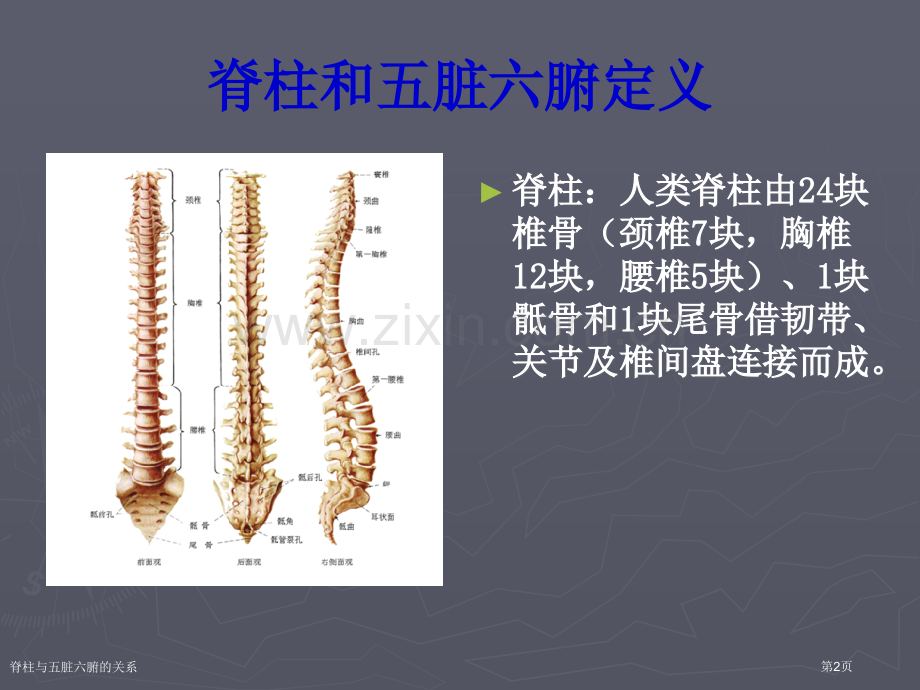 脊柱与五脏六腑的关系.pptx_第2页