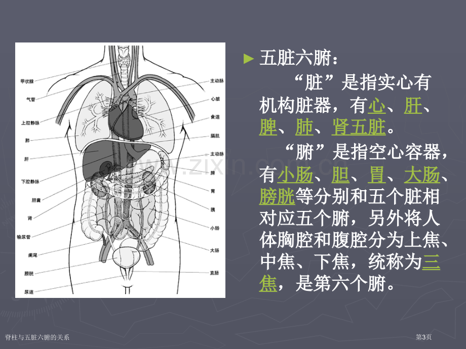 脊柱与五脏六腑的关系.pptx_第3页