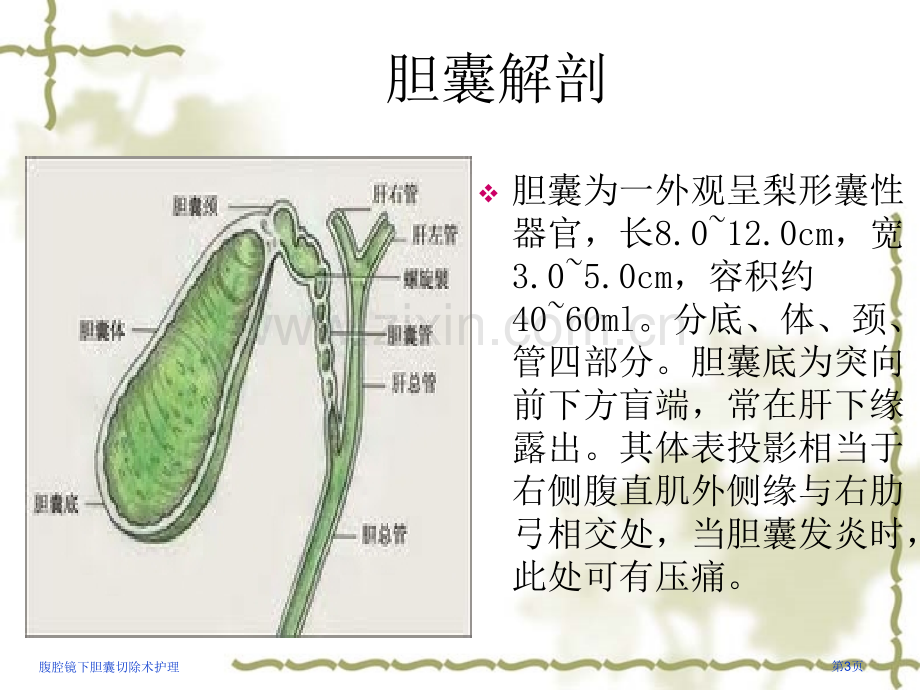 腹腔镜下胆囊切除术护理.pptx_第3页