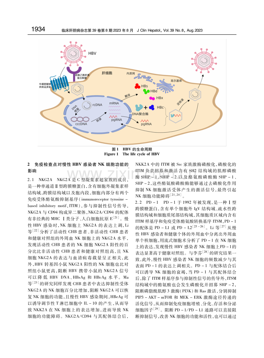 免疫检查点对慢性HBV感染者自然杀伤细胞功能的影响.pdf_第3页