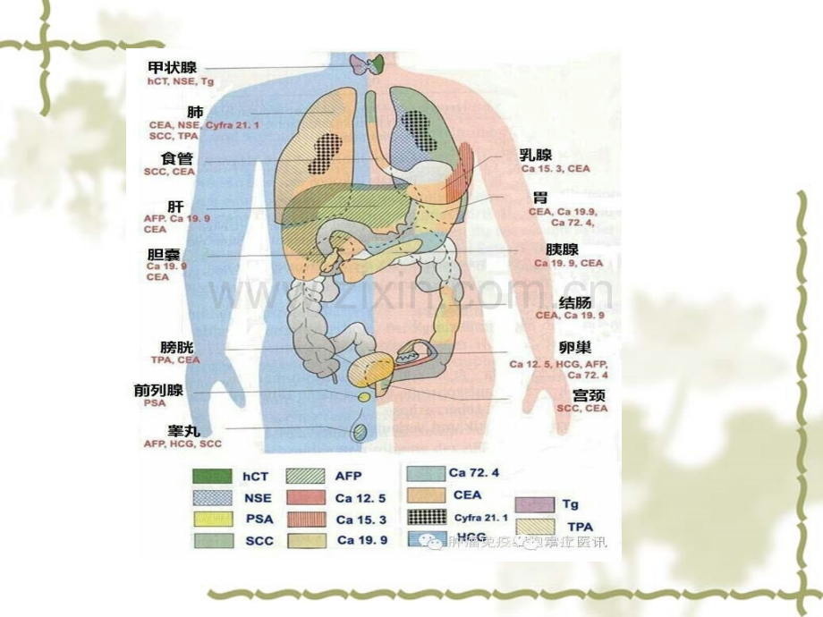 肿瘤标志物临床意义讲义.ppt_第3页