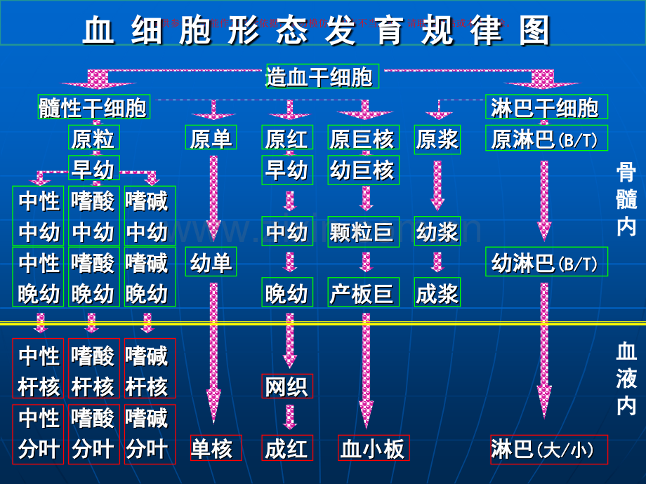 骨髓细胞学检查课件.ppt_第1页