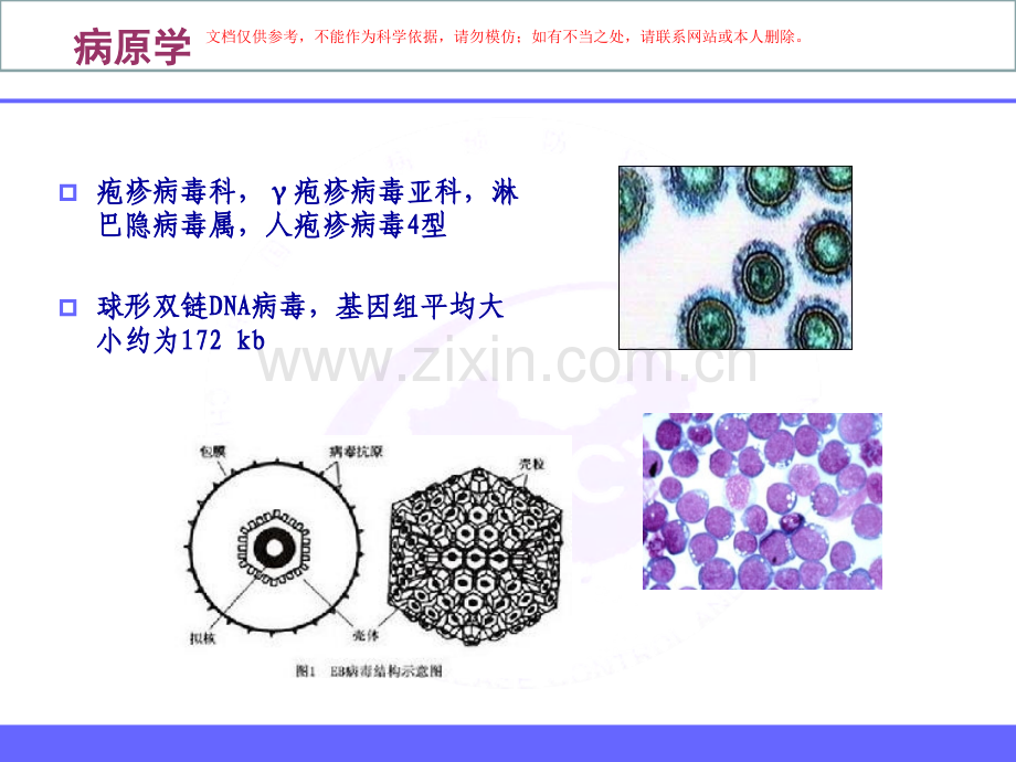 EB病毒检测技术进展及临床应用课件.ppt_第3页