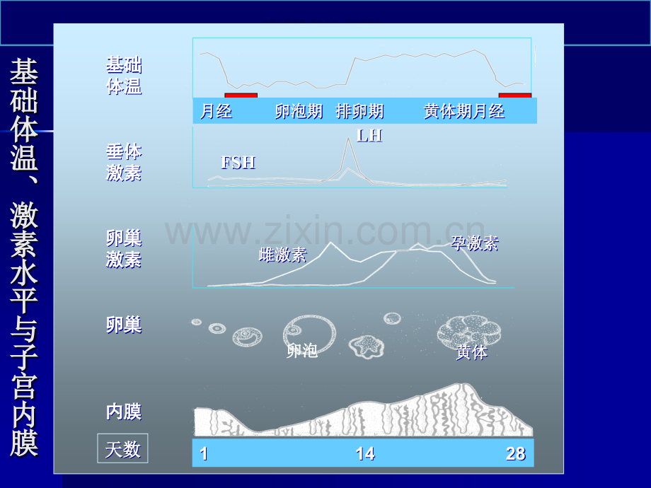 孕激素的临床应用.ppt_第3页