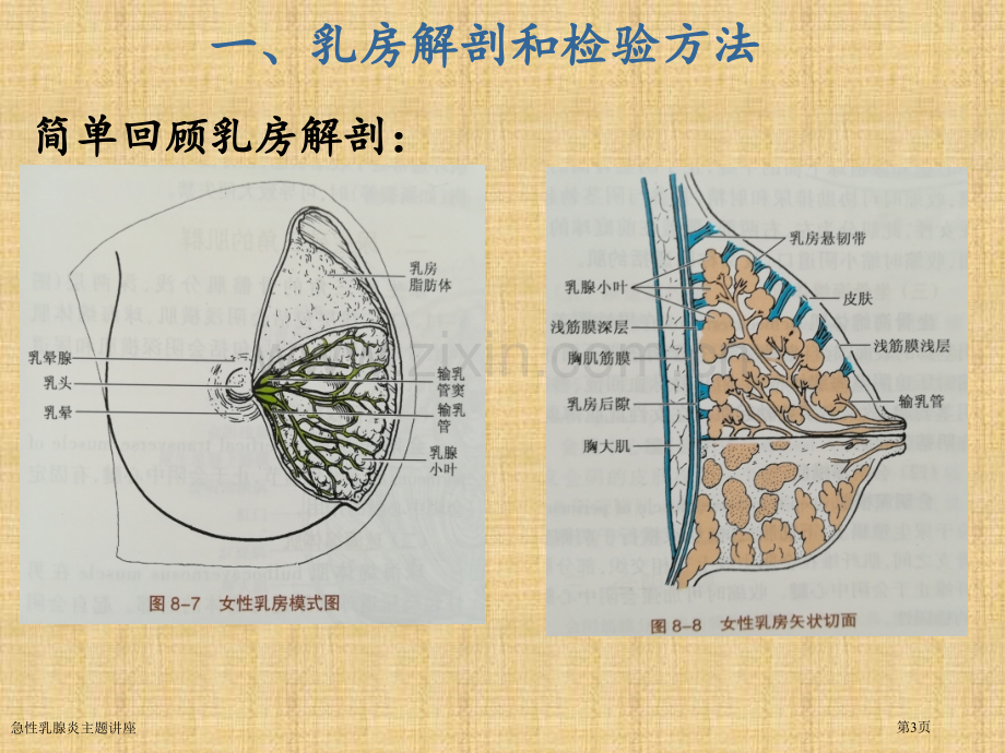 急性乳腺炎主题讲座.pptx_第3页