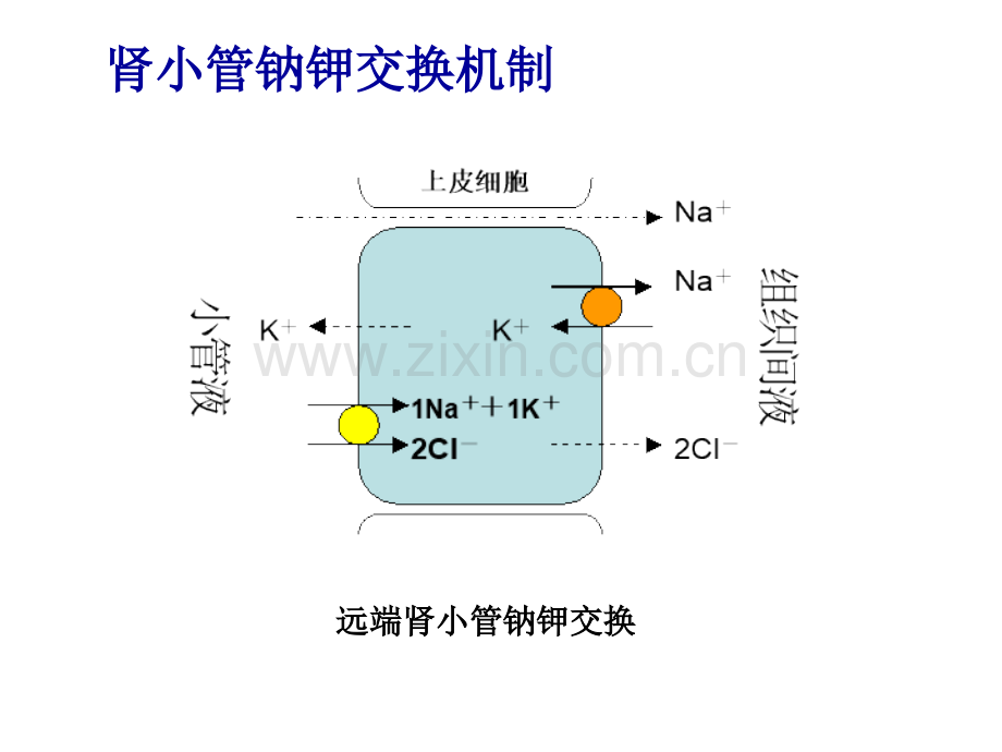 Liddle综合征PPT培训课件.ppt_第2页