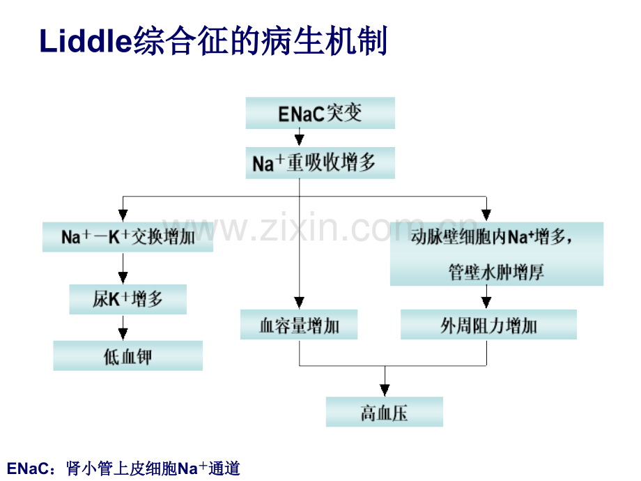 Liddle综合征PPT培训课件.ppt_第3页