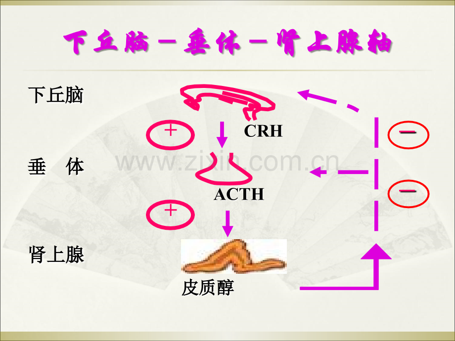 肾上腺皮质功能减退症PPT医学课件.ppt_第2页