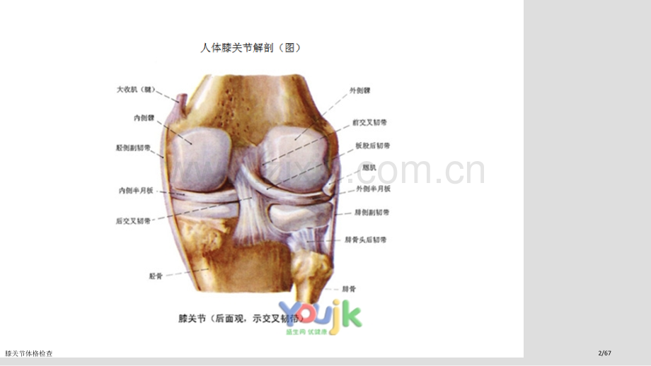 膝关节体格检查.pptx_第2页