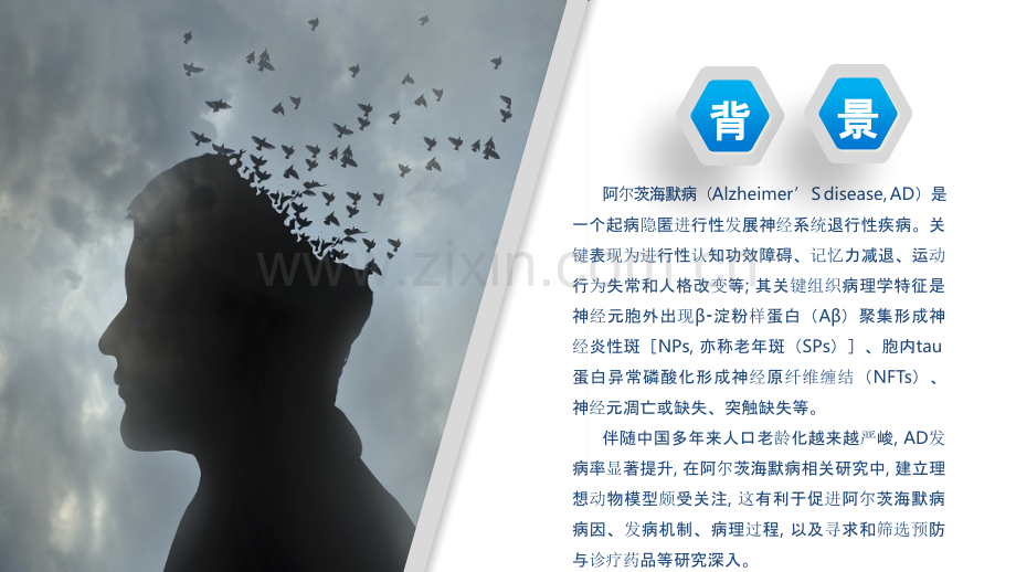 阿尔茨海默症动物模型.ppt_第2页