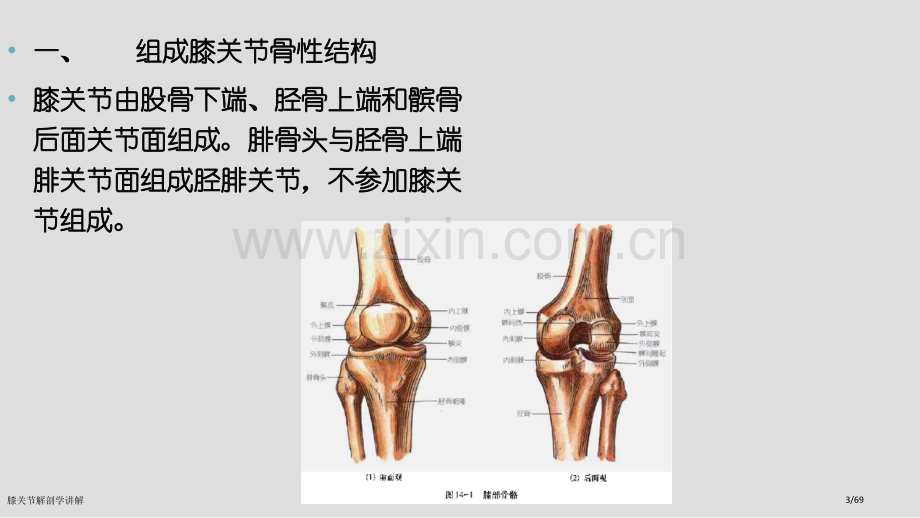 膝关节解剖学讲解.pptx_第3页