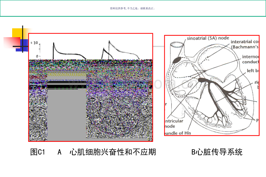 和心律失常相关的心电现象.ppt_第2页