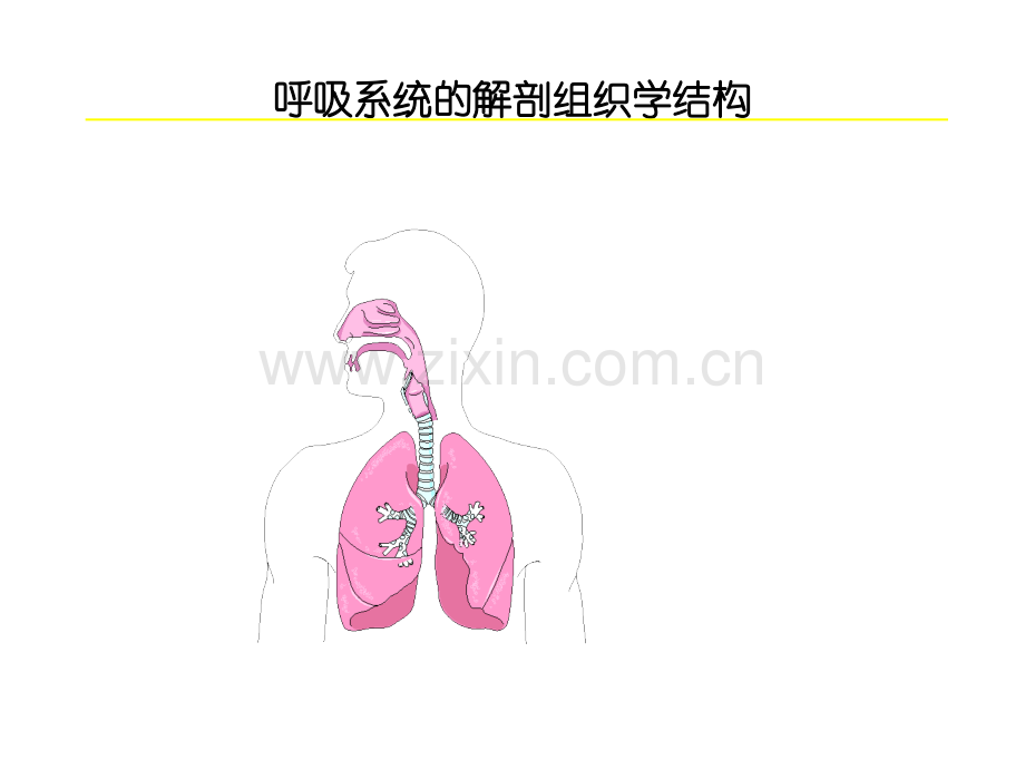 医学病理学肺炎课件.ppt_第3页