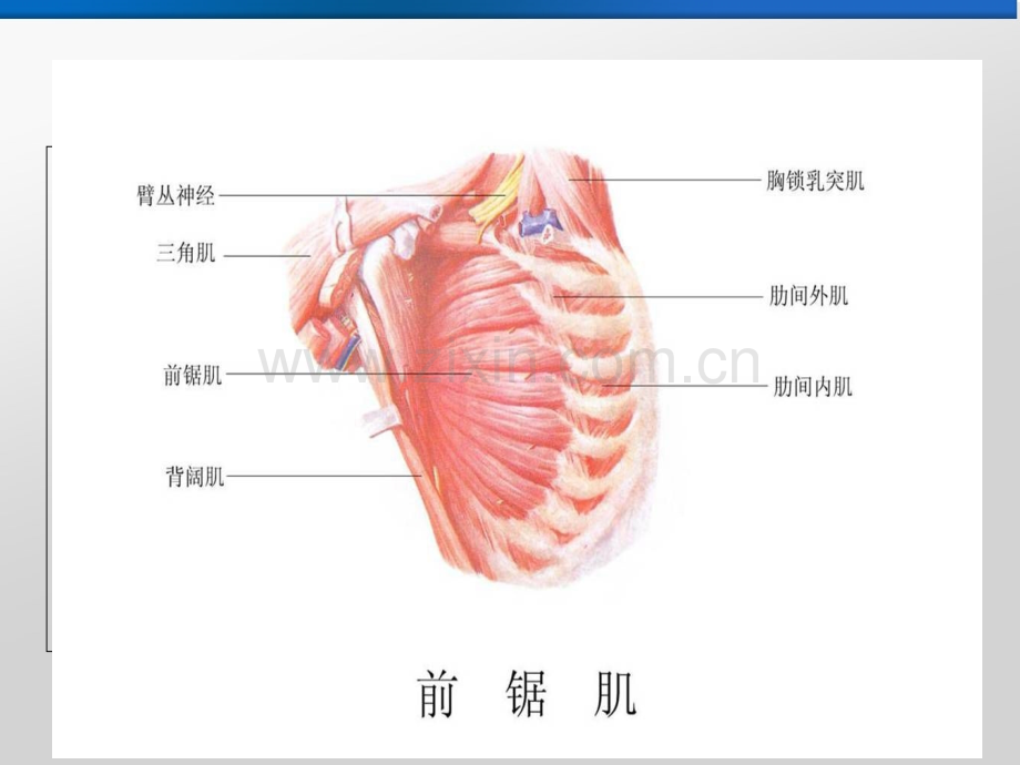 前锯肌平面阻滞.ppt_第2页