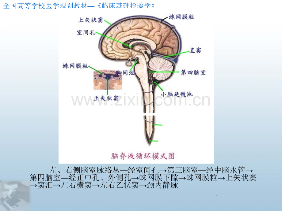 脑脊液检验PPT课件.ppt_第3页