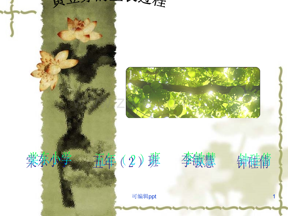 黄豆芽的生长过程.ppt_第1页