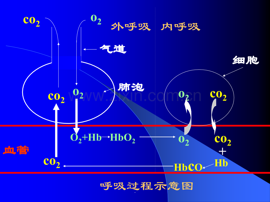 血气分析PPT课件.ppt_第2页