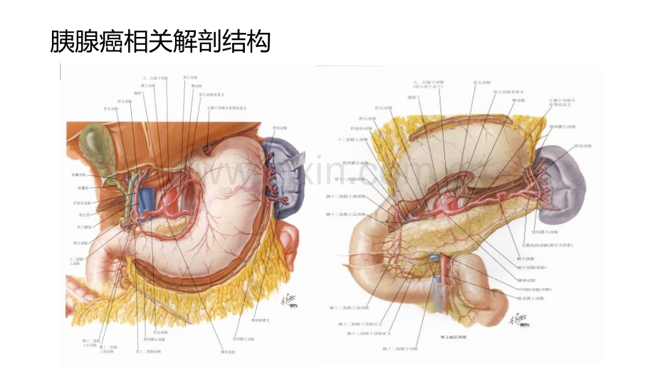 胰十二指肠切除术的术式演变讲义.ppt_第2页