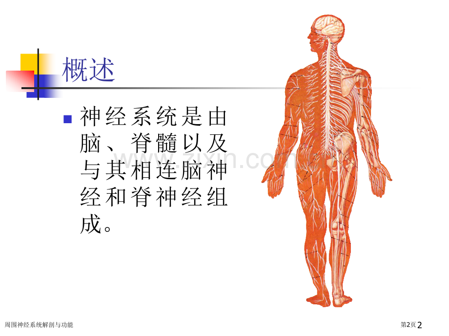 周围神经系统解剖与功能.pptx_第2页