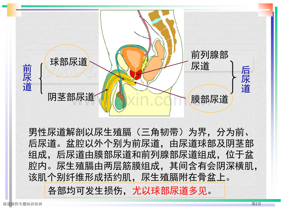 尿道损伤专题知识培训.pptx_第2页