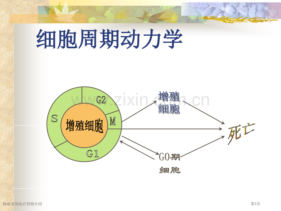 肺癌常用化疗药物介绍.pptx_第3页