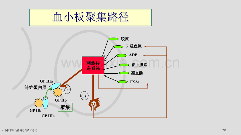 血小板聚集功能测定及临床意义.pptx_第2页