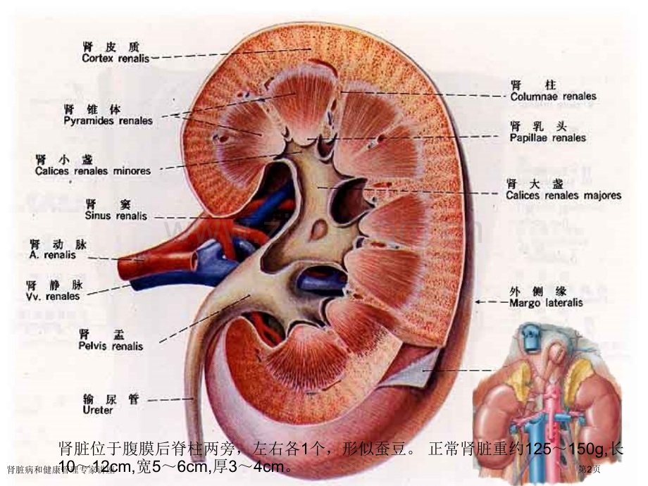 肾脏病和健康管理专家讲座.pptx_第2页