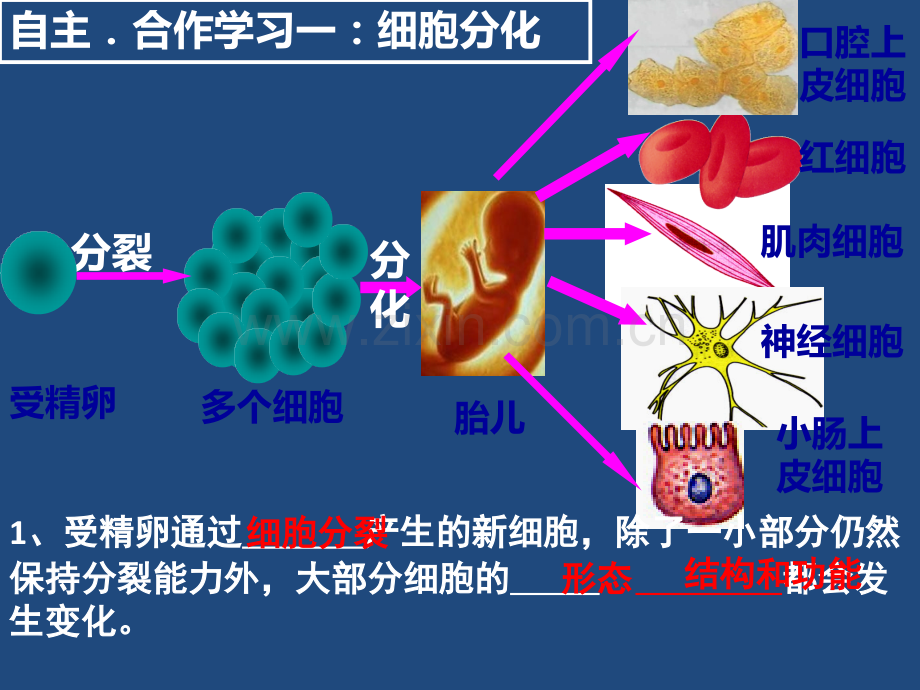 动物体结构层次ppt课件.ppt_第3页